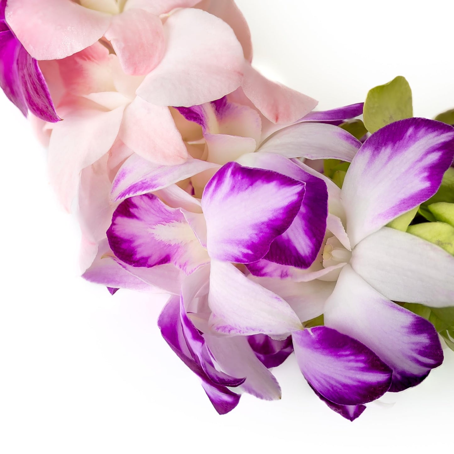 Generic Fresh Cut Orchids Flower Leis, Double Strand, Purple & Pink, Model Splash