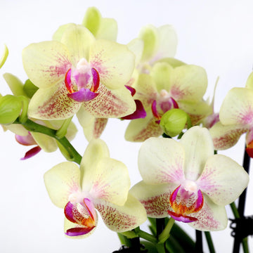 Green Circle Growers 4 Yellow Orchid Duo in Sage Green Pot with Love You Mom and Preserved Green, Live Indoor Plants, House Plan