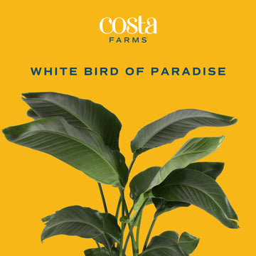 Costa Farms White Bird of Paradise, Strelitzia nicolai, Live Indoor Plant in D  cor Planter Pot, Air-Purifying Tropical Housepla