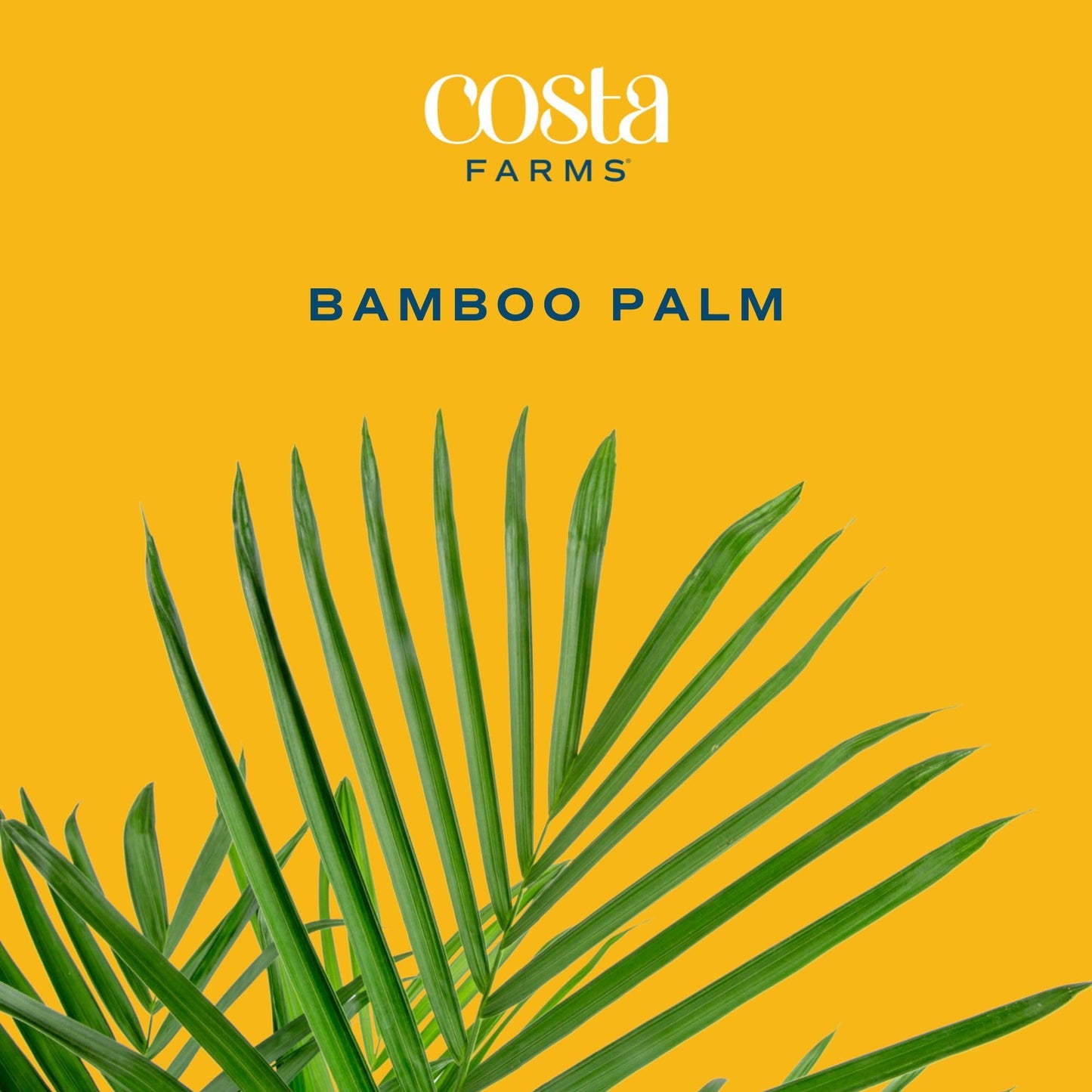 Costa Farms Bamboo Palm Live Plant in Decorative Pot, Air Purifying Large Indoor Houseplant, Perfect for Home, Room, or Office D