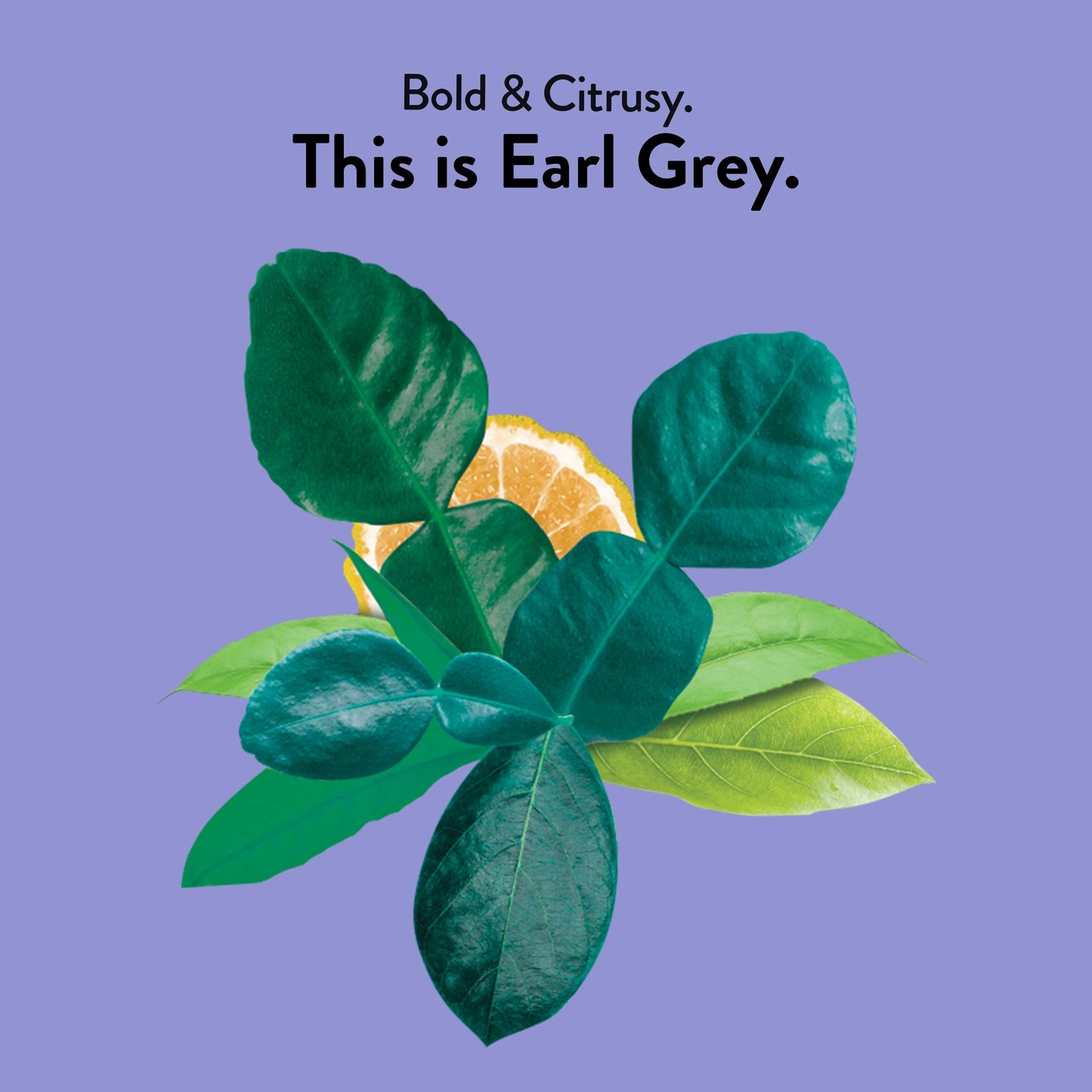 Choice Organics Earl Grey Tea with Bergamot - 48 Organic Black Tea Bags - 3 Pack - Fair Trade - Compostable - Contains Caffeine