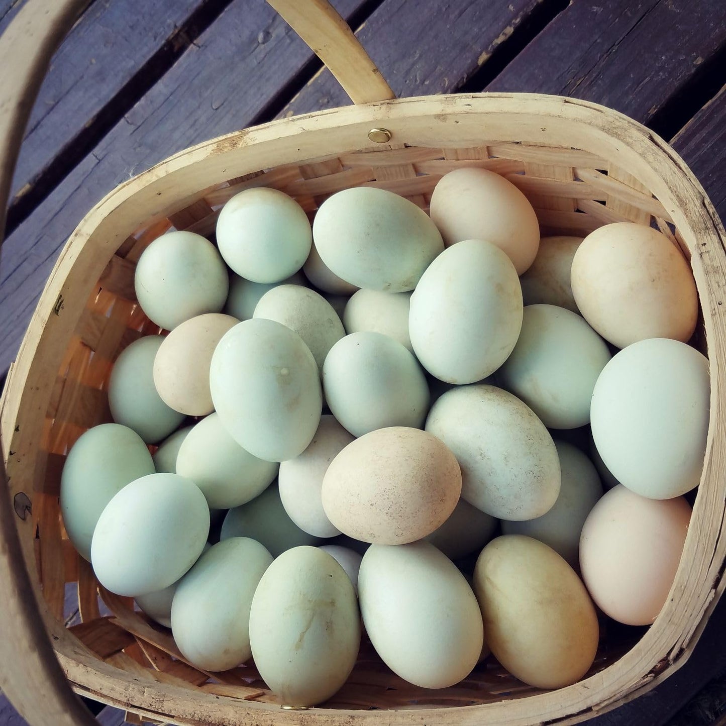 Generic Fertile Duck Hatching Eggs - Barnyard Mix, 5+ Eggs
