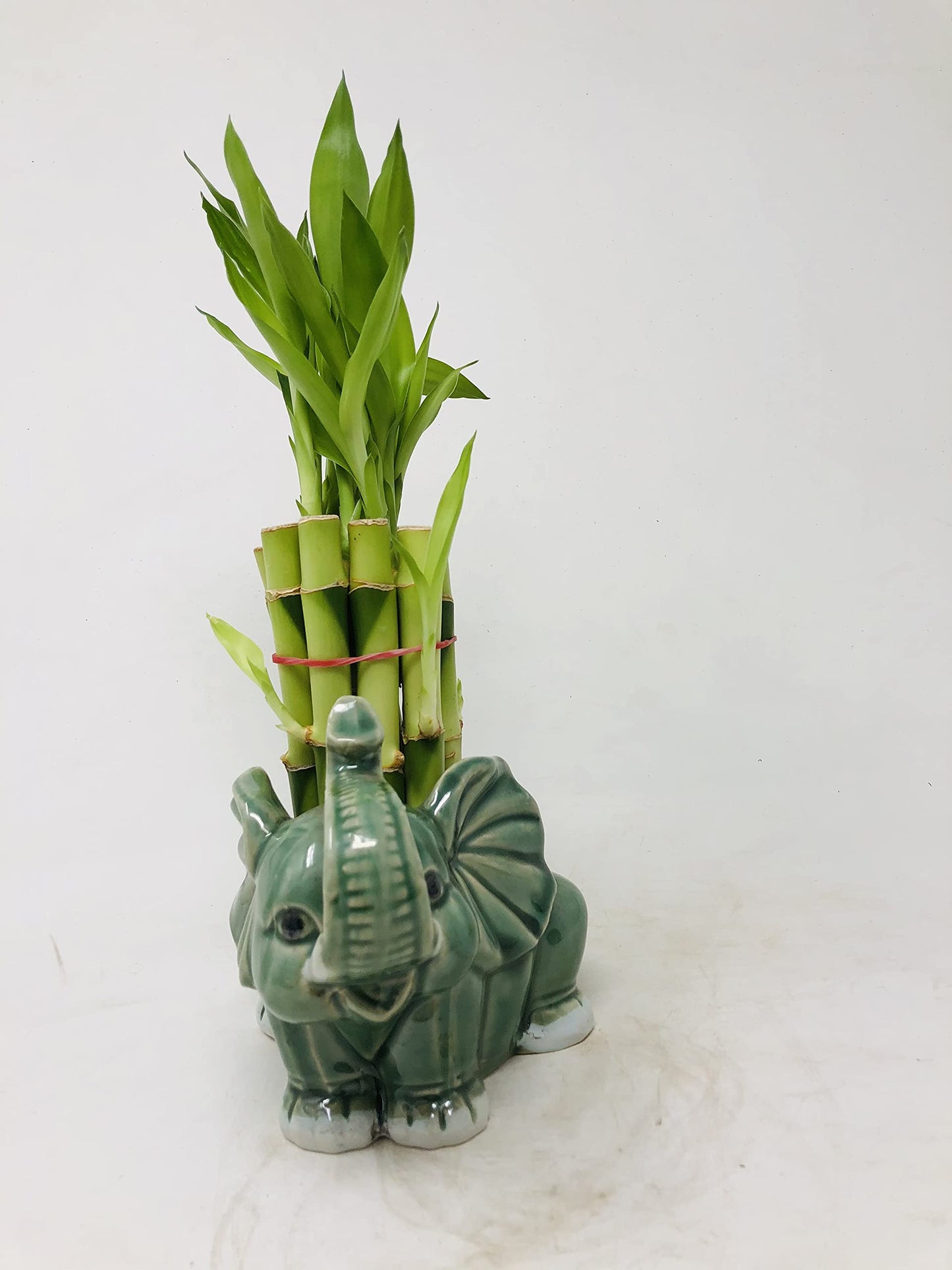 Elephant Round Vase With 10 Stalks 6'' Lucky Bamboo