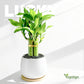 3 Stalks Lucky Bamboo Plants Indoor Live - Multi-Height Set (2x6 & 1x8   ) for Good Luck & Prosperity - Easy Care Houseplant, Ho