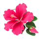 Global Sugar Art Hibiscus Sugar Cake Flowers Spray, Hot Pink Hawaiian Cake Flower Large, 1 Count By Chef Alan Tetreault