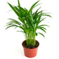 Shop Succulents Areca Palm, Live Indoor Plant, Low Maintenance Tropical Palm, Ideal For Home Decor, Office, And Room Enhancement
