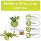 SAMCCI Soursop Leaves Tea Bags - 40 Count, 1.5g/bag, Non-GMO, Caffeine-Free, Pure Graviola Tea for Digestive and Skin Health