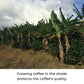 Kilo Coffee - 1 Kilogram Adaptogenic Mushroom Coffee. Whole Fruiting Body: Lions Mane, Chaga, Reishi, Cordyceps. Single Origin f