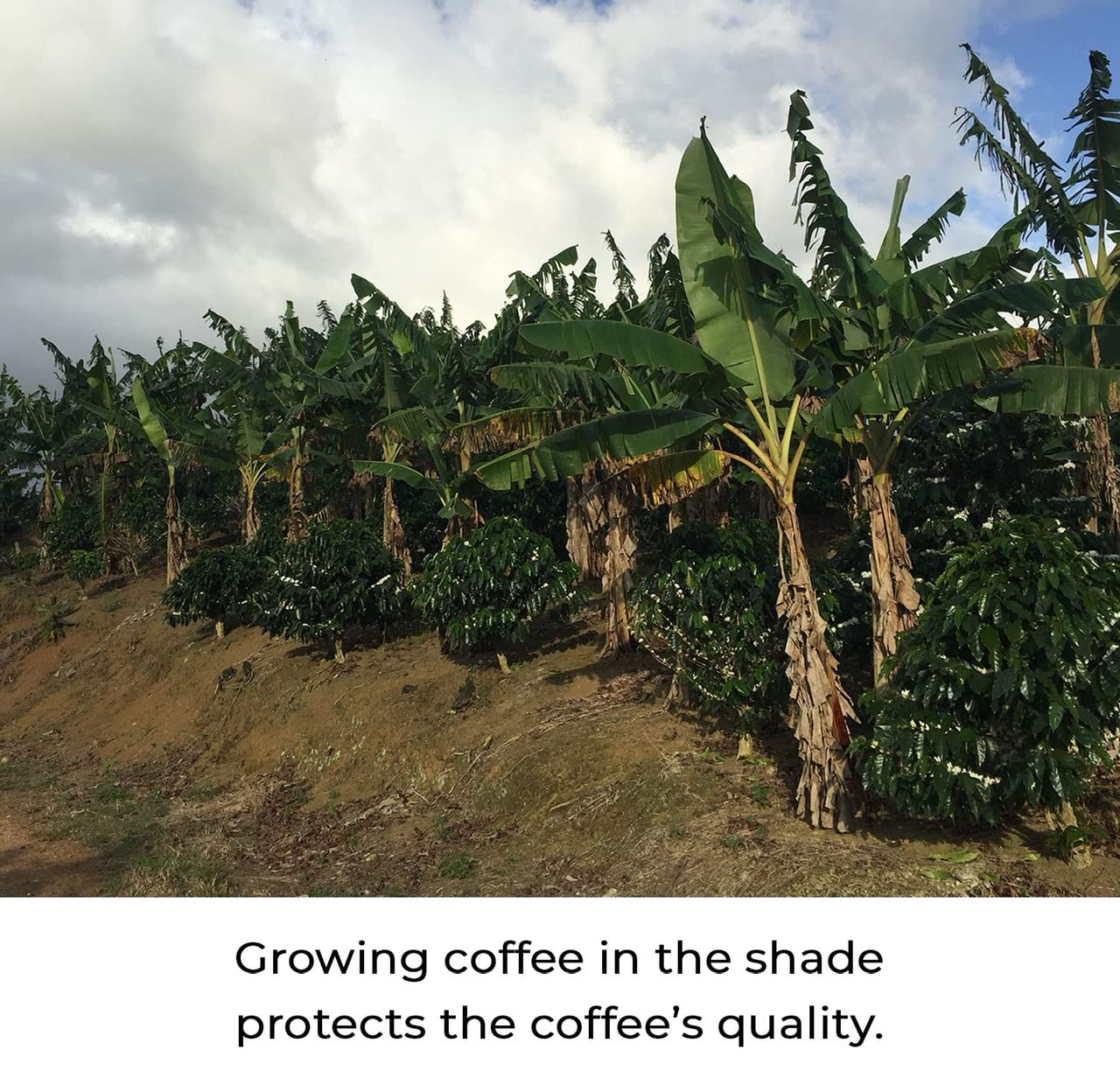 Kilo Coffee - 1 Kilogram Adaptogenic Mushroom Coffee. Whole Fruiting Body: Lions Mane, Chaga, Reishi, Cordyceps. Single Origin f