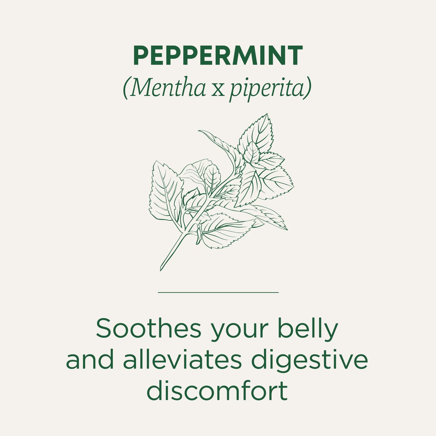 Traditional Medicinals Tea, Organic Peppermint, Soothes Your Belly, Refreshing & Minty, 48 Tea Bags
