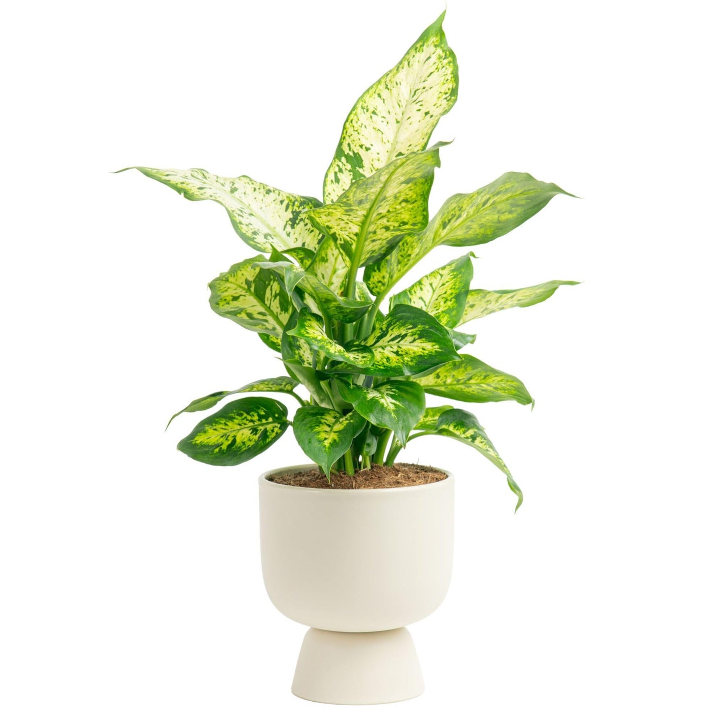 Costa Farms Dieffenbachia, Dumb Cane Live Plant in Decorative Pot, Easy to Maintain Indoor Houseplant, Perfect for Home, Room, or Office Decor, Great House Warming or Birthday Gift, 12-18 Inches Tall