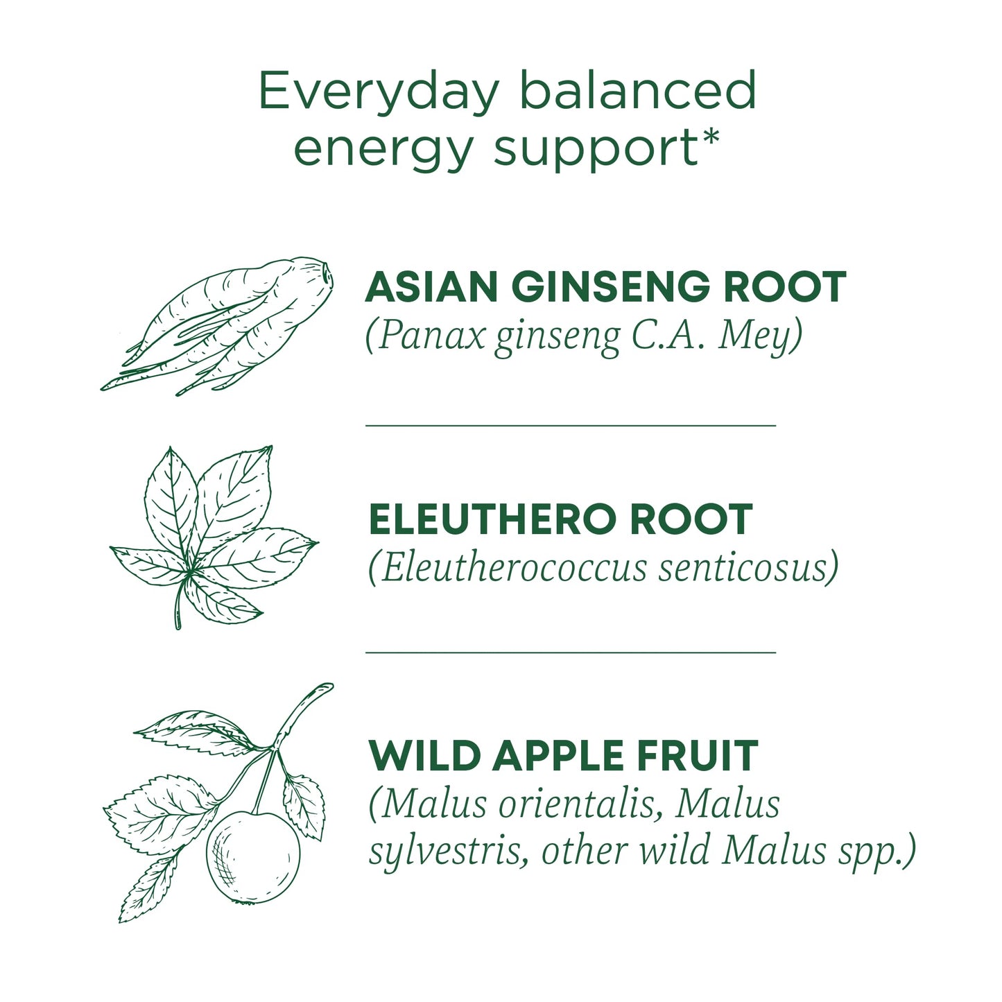 Traditional Medicinals Tea, Organic Stress Ease Focus, with Adaptogens, Everyday Balanced Energy, Ginseng Wild Apple Mint, 96 Te
