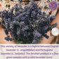 Monterey Bay Herb Co. Lavender Flower Powder | Used For Flavor In Baked Goods & Teas | 1/4 Lb