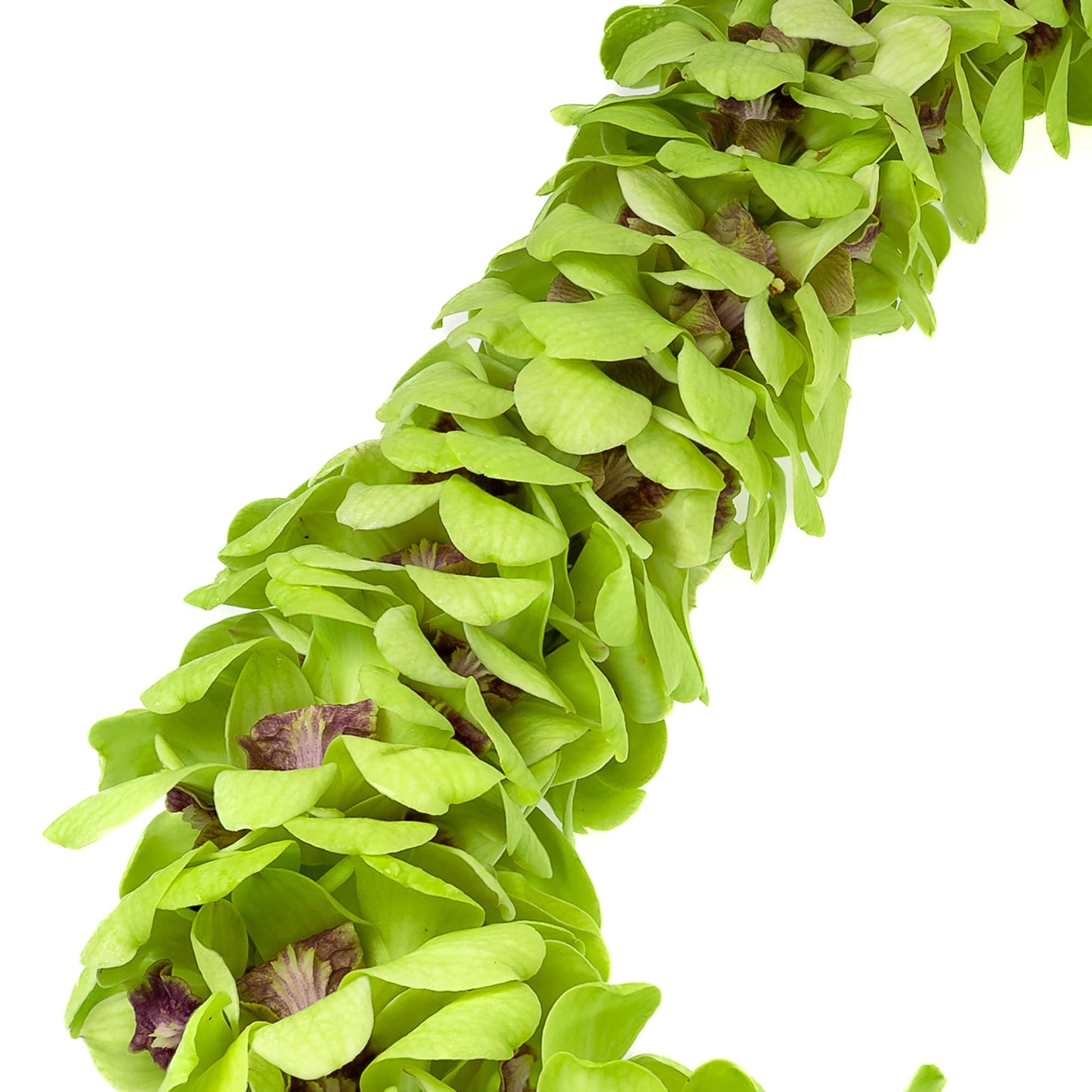 Fresh Cut Orchids Flower Leis, Fresh Orchids, Gorgeous Orchids: Long-Lasting Leis Made Of Fresh Cut Orchids, For Graduations, Pa