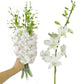 Sunne Tropical Orchidclub Usa Fresh Cut Flowers Dendrobium Orchids (10 Stems White)