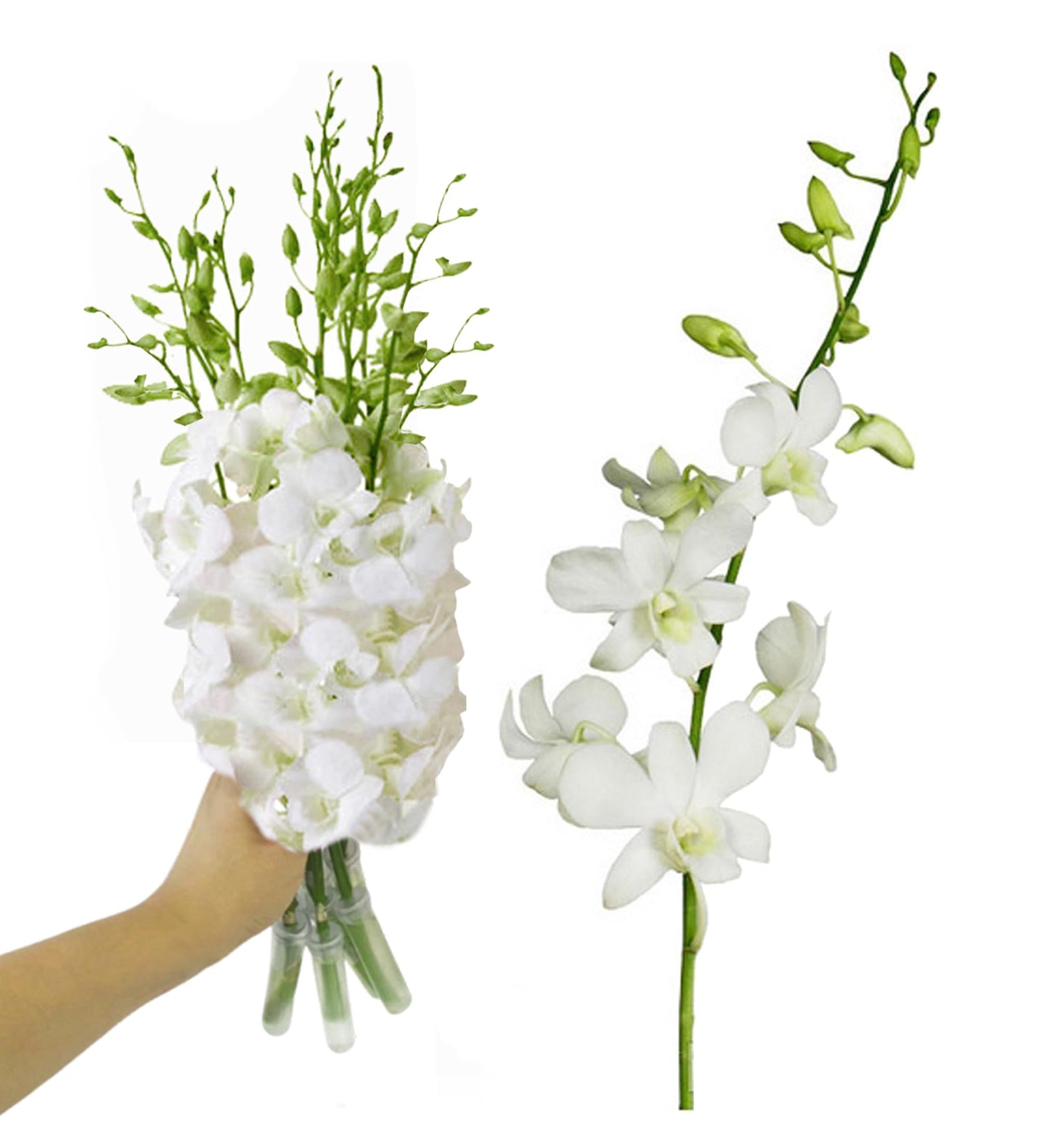 Sunne Tropical Orchidclub Usa Fresh Cut Flowers Dendrobium Orchids (10 Stems White)