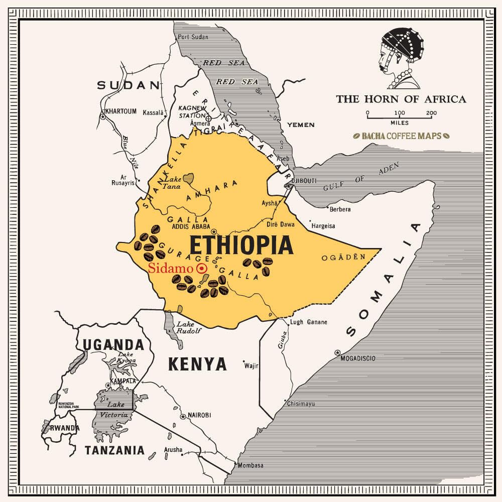 Bacha Coffee | Yirgacheffe Decaffeinated Ethiopia Single Origin, 100% Arabica Beans, Medium Dark Roast, X12 Individually Wrapped