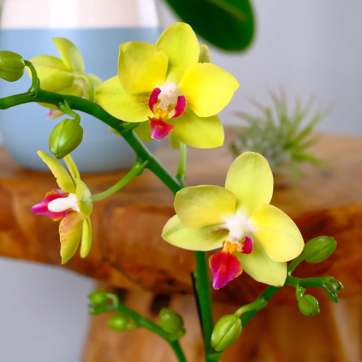 Enhanced Yellow Live Orchid Plant Blooming In 3.5 Blue & White Orchid Pot, Live Plants, Houseplant Gifts, Approx. 16 Tall, Pet Friendly Houseplants, Phalaenopsis Moth Flower By Plants For Pets