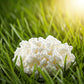 Spartan Live Milk Kefir Grains - Organic Probiotic Starter Culture (1 TBSP) - Reusable, Non-GMO, Easy to Make Homemade Kefir