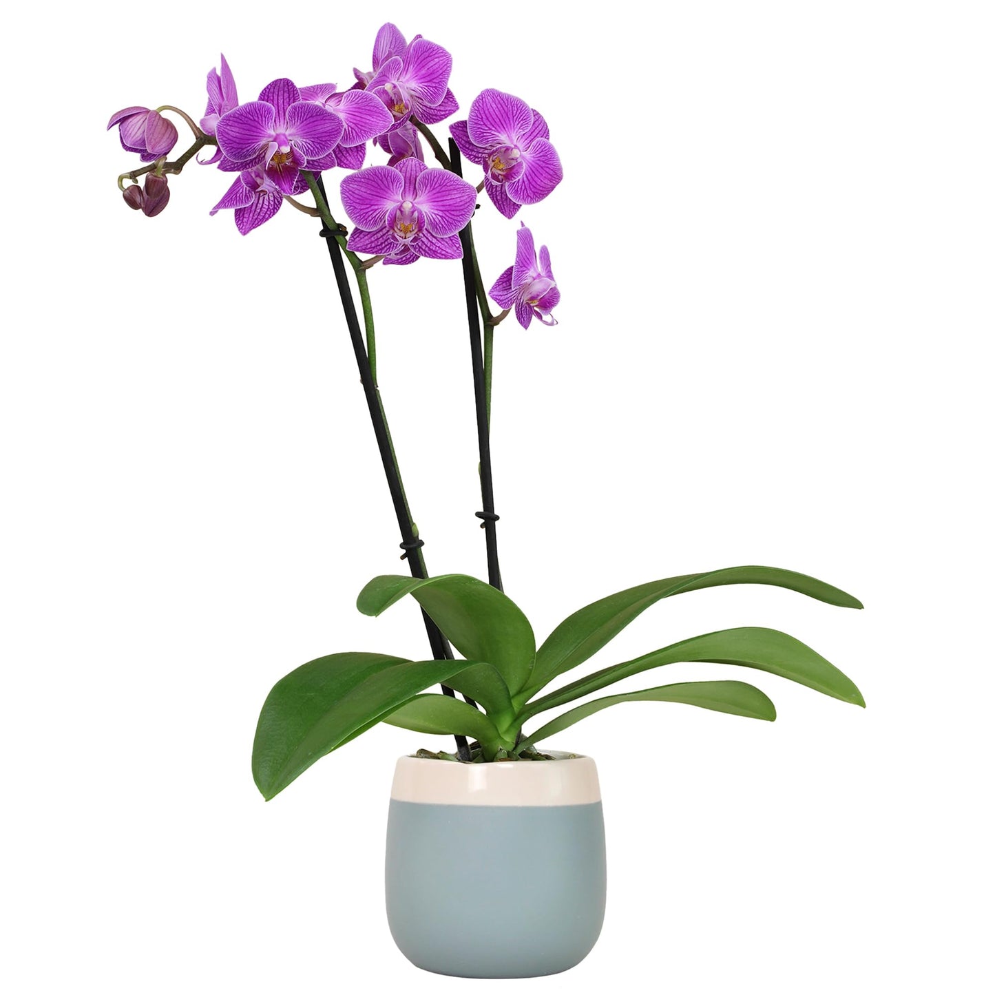 Enhanced Purple Live Orchid Plant Blooming In 3.5 Blue & White Orchid Pot, Live Plants, Houseplant Gifts, Approx. 16 Tall, Pet Friendly Houseplants, Phalaenopsis Moth Flower By Plants For Pets