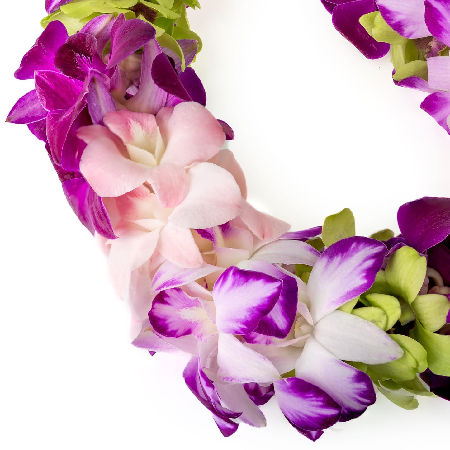 Generic Fresh Cut Orchids Flower Leis, Double Strand, Purple & Pink, Model Splash