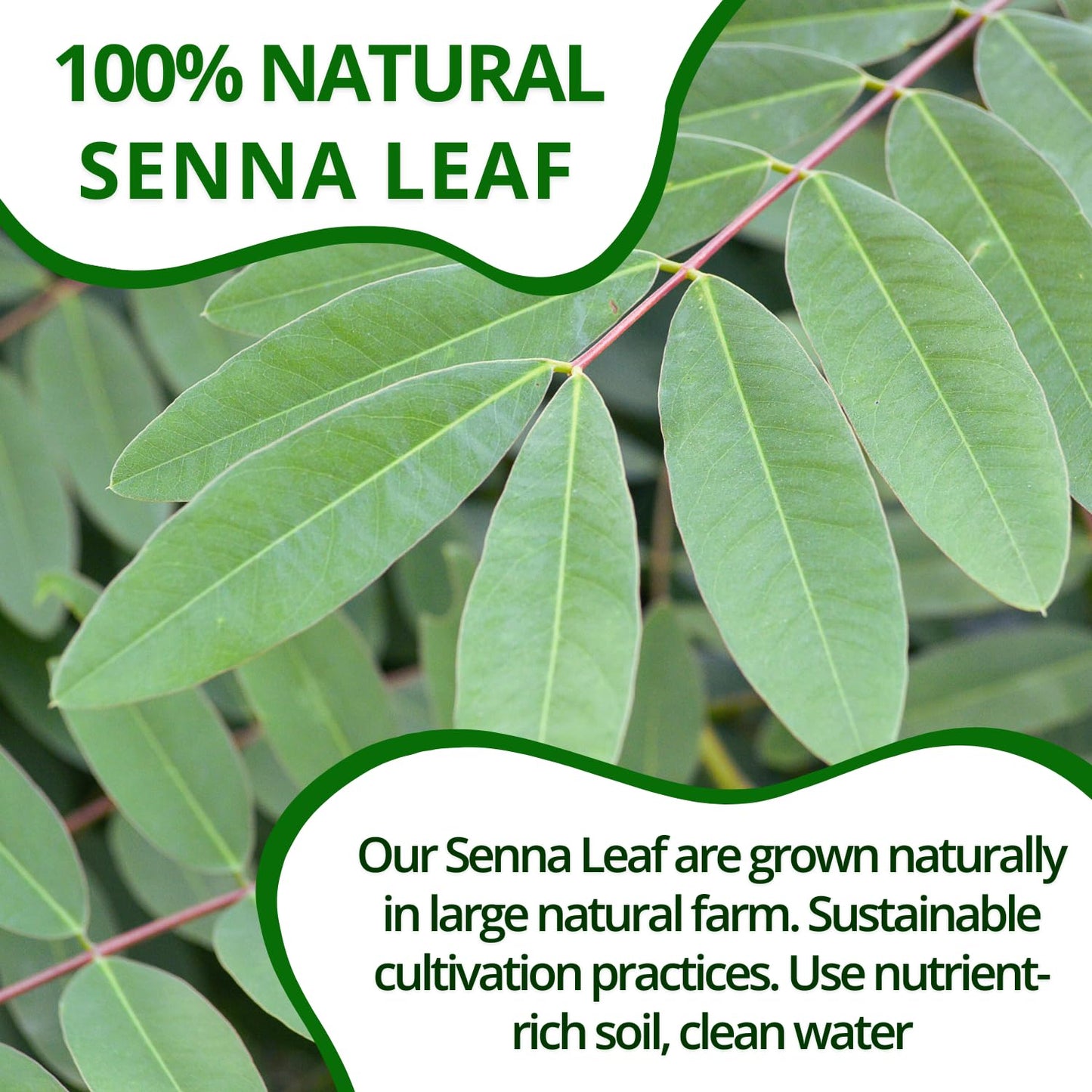 VIDA FARM Senna Tea - 100% Natural, Caffeine Free - 125 Tea Bags