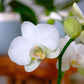 Enhanced White Live Orchid Plant Blooming In 3.5 Blue & White Orchid Pot, Live Plants, Houseplant Gifts, Approx. 16 Tall, Pet Friendly Houseplants, Phalaenopsis Moth Flower By Plants For Pets