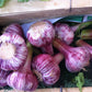 Russian Red Garlic, (3 Garlic Bulbs) Big Bulbs, Slightly Purple