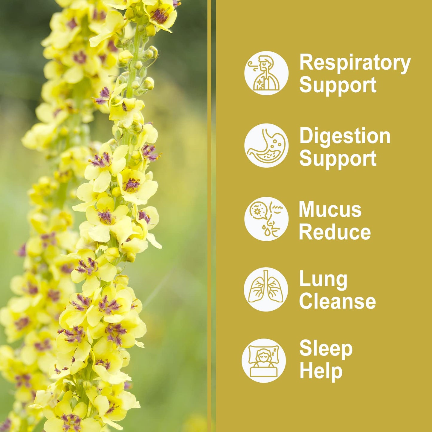 Olvvla Mullein Leaf Tea Bags - 100% Natural, Caffeine-Free, Lung Cleanse - 30 Count