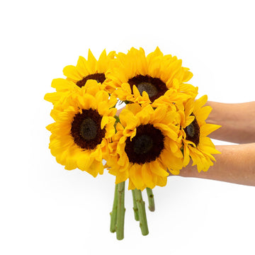 BloomsyBox : Farm-Fresh Sunflowers-Big | 5 Stems, Yellow Design, Care Card, Flower Food, Lush Greenery, Flower Delivery, Birthda
