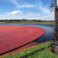 Ocean Spray 100% Juice Cranberry G  Blend, 64 Fl Oz Bottle, Pack of 8, Cranberry Concord G