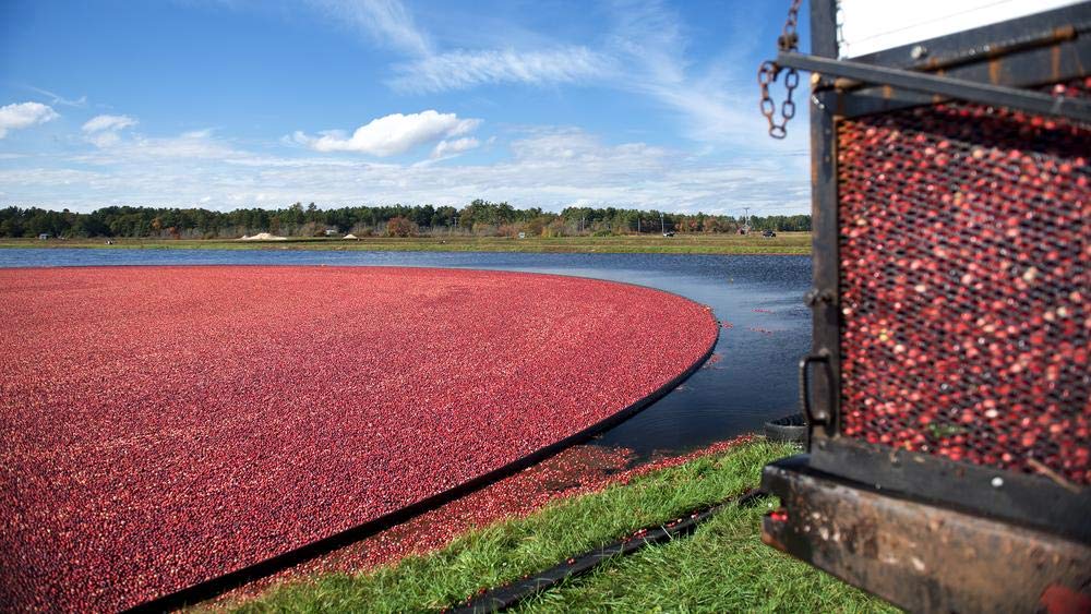 Ocean Spray 100% Juice Cranberry G  Blend, 64 Fl Oz Bottle, Pack of 8, Cranberry Concord G