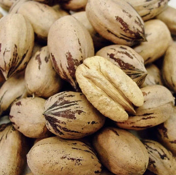 Border Merchant Texas Pecans Whole with Shell, Fresh Crop, Easy to  , 9 oz