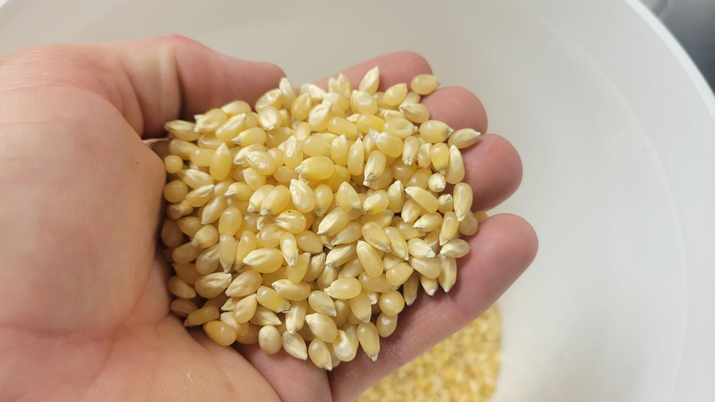 White Popcorn Butterfly Popcorn Kernels Hulless 50 lbs popcorn kernels unpopped by Princeton Popcorn Farm Grown Non-GMO Gluten F