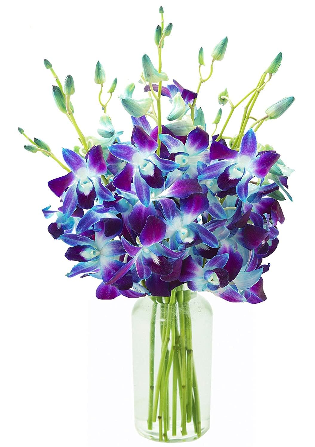 KaBloom Flowers - Mother's Day Collection - 10 Blue Orchid with vase, Gift for Birthday, Sympathy, Anniversary, Get Well, Thank 