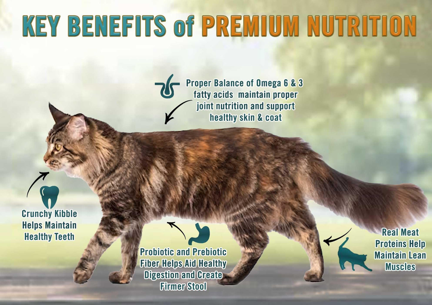 Chicken Soup For The Soul All Natural Enhanced Indoor W/Hairball Care Mature-Themed Dry Cat Food, Real Meat First Ingredient, No By-Products, Supports Intestinal Health, Chicken & Brown Rice, 12Lb