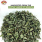 Angel Brand Jamaican Strongback Herb 0.25 Oz Pouch Pack Of 3 - Sourced From Fertile Land Of Jamaica- Strongback Earthy,Woody & B