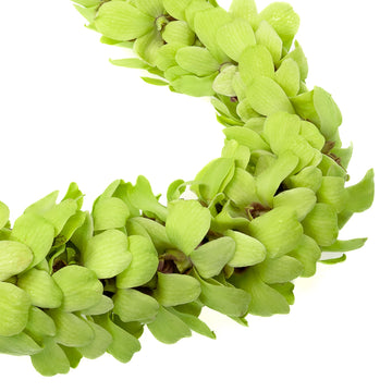Fresh Cut Orchids Flower Leis, Fresh Orchids, Gorgeous Orchids: Long-Lasting Leis Made Of Fresh Cut Orchids, For Graduations, Pa