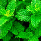 Teadreamtea Peppermint Tea Bags - Alleviates Digestive Discomfort | Herbal Tea - Healthy Tea | Aromatic & Caffeine Free Tea - Bulk Tea Bags (50 Teabags)