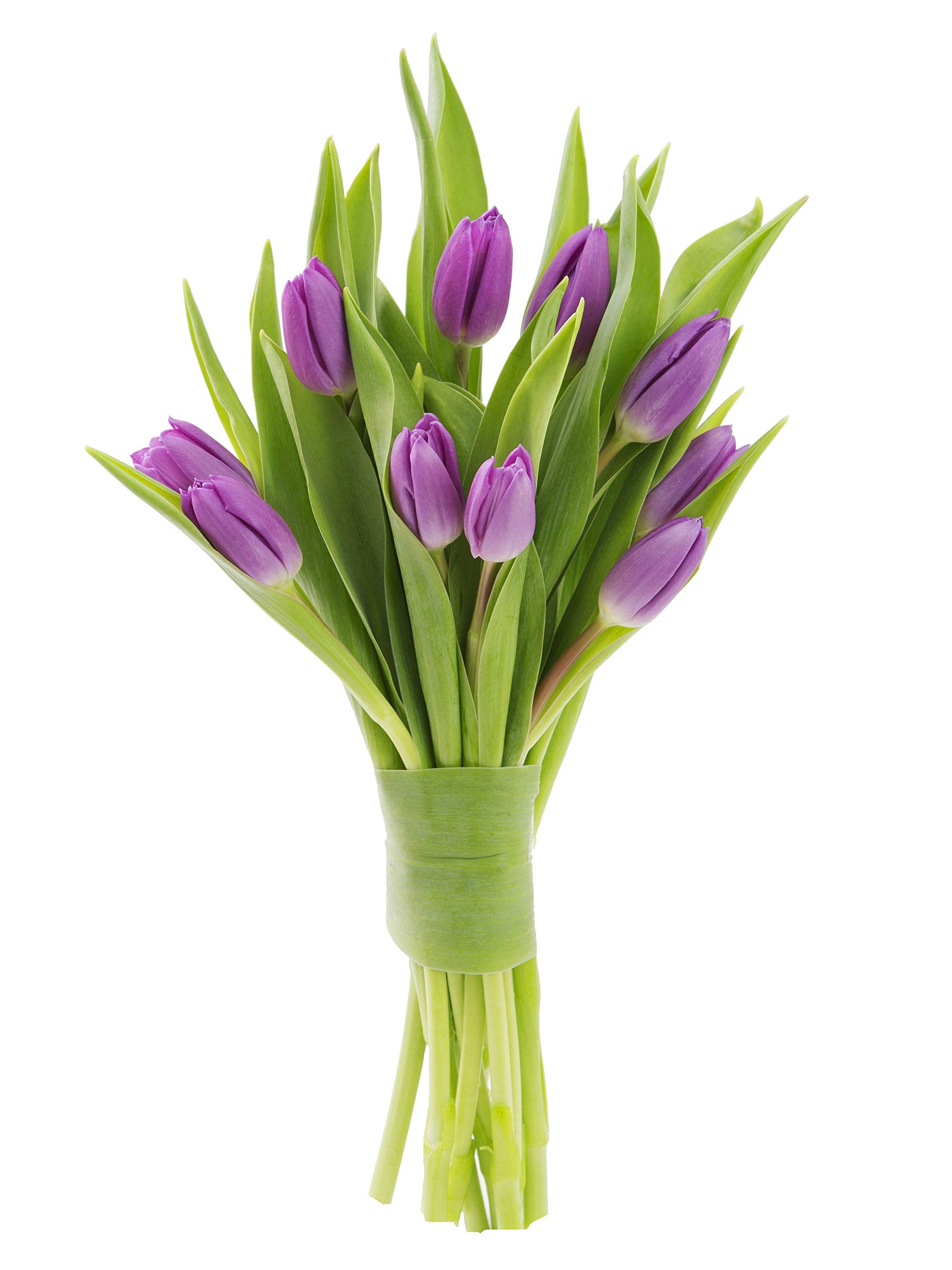 Kabloom Flowers - Bouquet Of Fresh Purple Tulips Without Vase - Gift For Birthday, Anniversary, Get Well, Thank You, Valentine, Mother’S Day Fresh Flowers