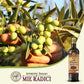 Mie Radici Extra Virgin Olive Oil - First Cold Pressed, Organic, Unfiltered, 500ml