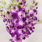 Athenas Garden Fresh Cut Purple Orchids Flowers 50 Stems Dendrobium Orchids Sonia Fresh Flowers