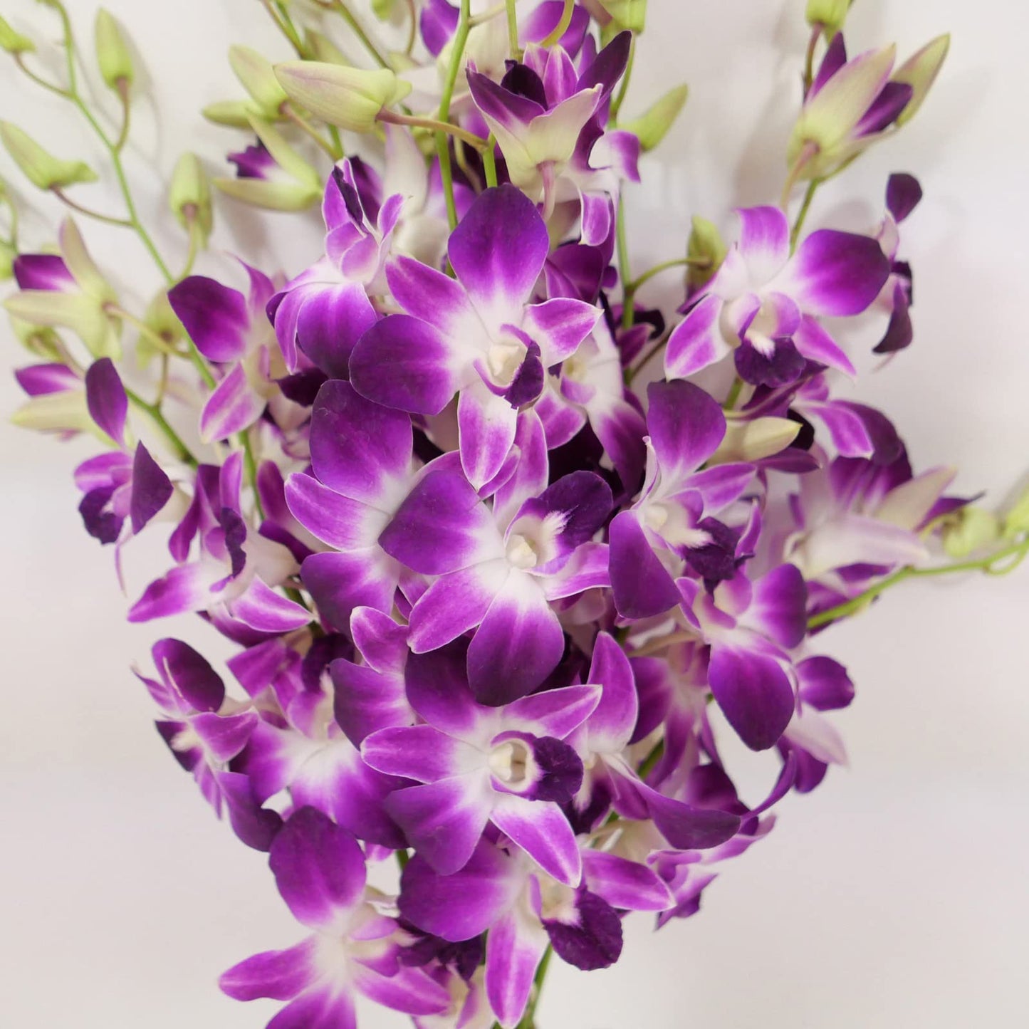Athenas Garden Fresh Cut Orchids Purple 10 Stems Sonia Dendrobium Orchids Flowers With Vase And Rocks