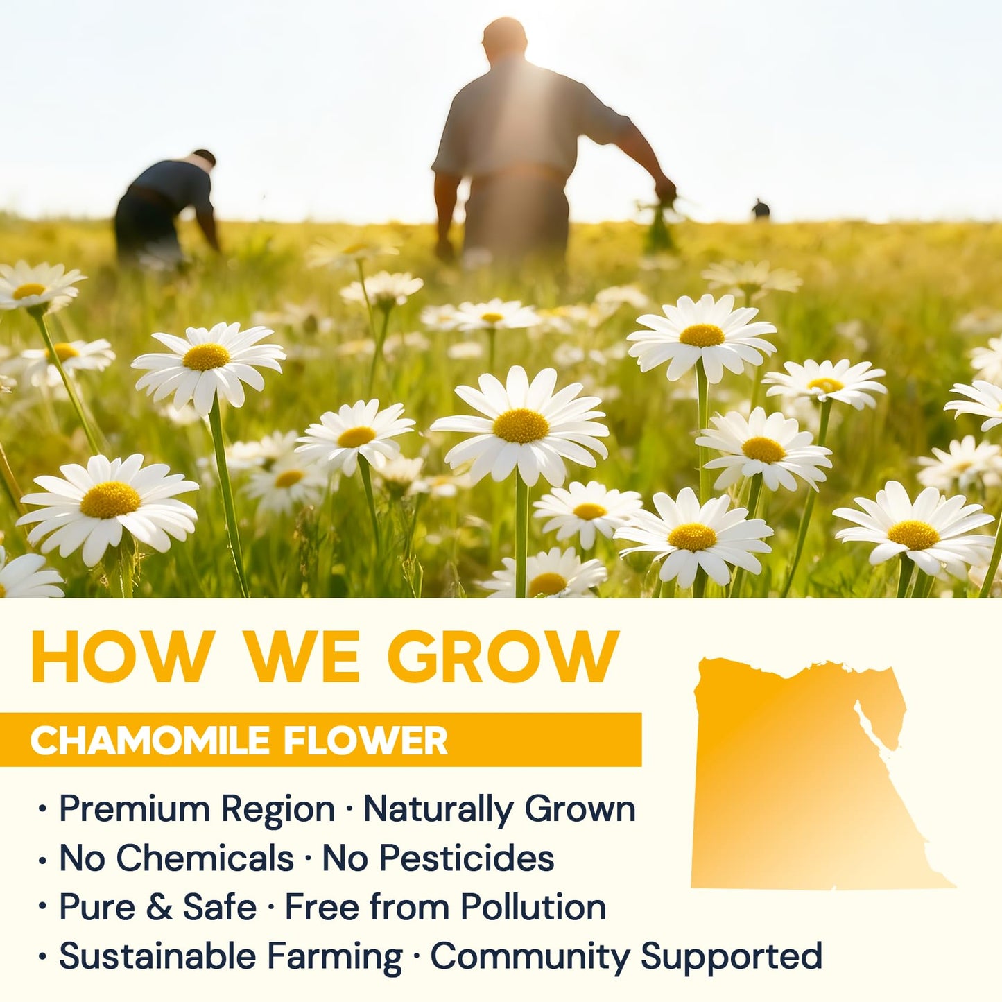 Chamomile Tea Bags  Chamomile Flower Herbal Tea - Sugar-Free  Caffeine-Free  50 Teabags