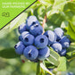 NUT CRAVINGS - Sun Dried Blueberries, Lightly Sweetened, Unsulphured (16oz, 1 LB) Bulk Dry Fruits Packed Fresh in Resealable Bag