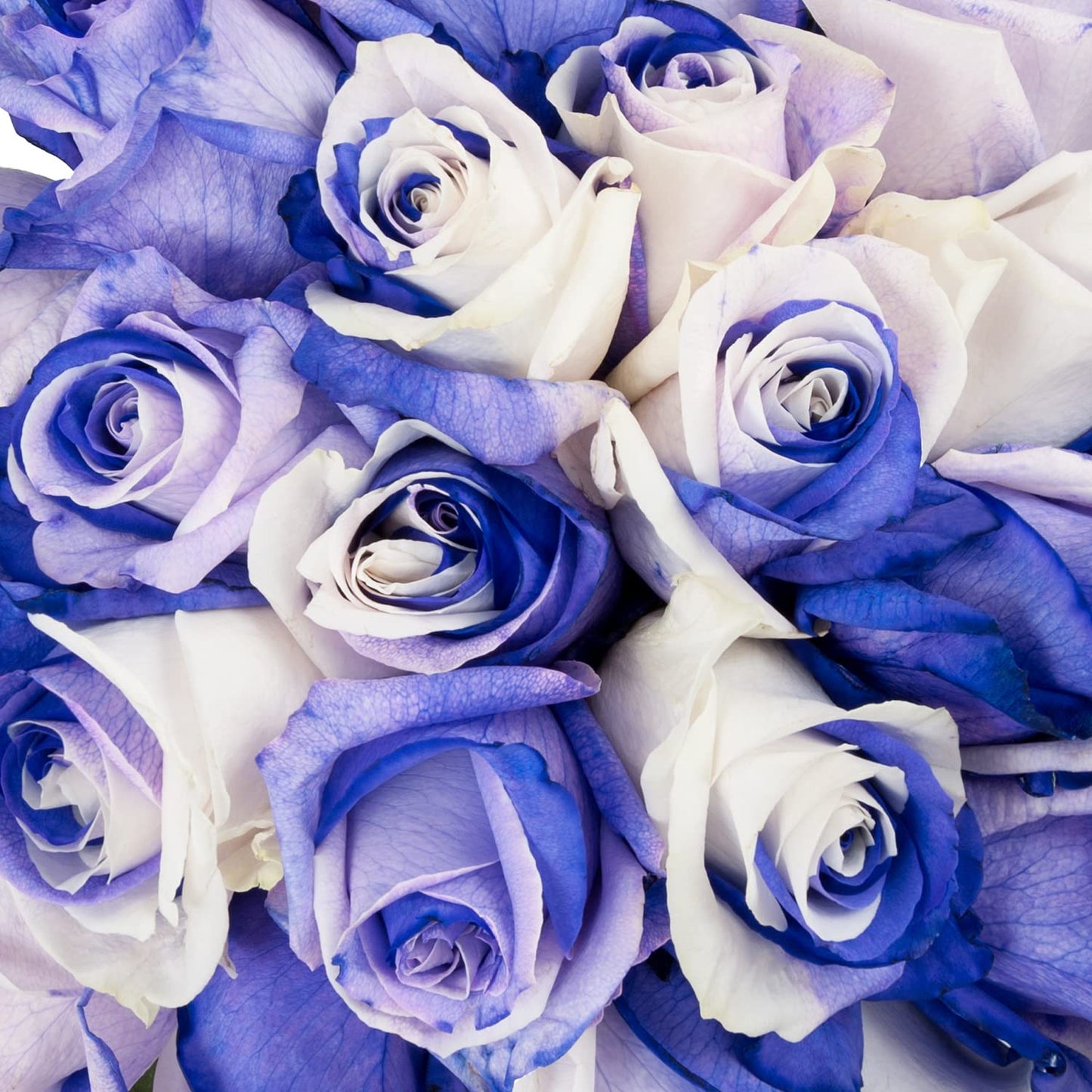Blommingmore | Farm Fresh Natural | Tinted Purple And White Roses | 50 Stems | Home, Office, Wedding Decor, Diy, Party Event, Ho