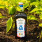 Bono Extra Virgin Olive Oil, Sicilian PDO, 16.9 Fl Oz, Val Di Mazara, Model 277495