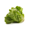 Organic Butter Lettuce