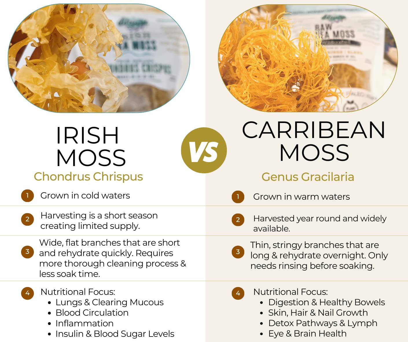 Irish Sea Moss From Ireland | Wildcrafted | Chondrus Crispus | Raw Irish Moss | Golden