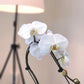 Large White Live Orchids Blooming In 5 Blue & White Orchid Pot, Pet Friendly Live Plant Gifts For Plant Lovers, Approx. 22+ Tall, Real Houseplants, Phalaenopsis Moth Flowers By Plants For Pets